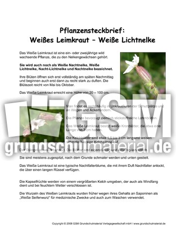 Pflanzensteckbrief-Weißes-Leimkraut.pdf
